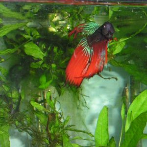 Andwer__s_new_bettas_016.jpg