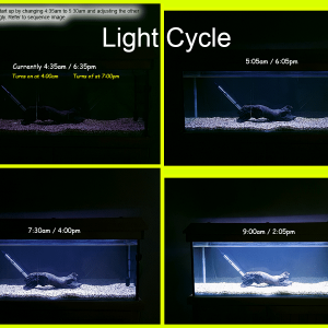 Light Cycle.png