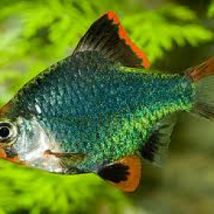 green-tiger-barb.png