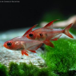 Hyphessobrycon-sweglesi-wild-Colombia.jpeg