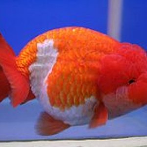 250px-Goldfish_Lionchu_first_orize_winner.jpg