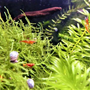 Cherry shrimp group o'.jpg