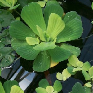 Pistia stratiotes1.jpg