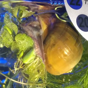 apple snail 1.jpg