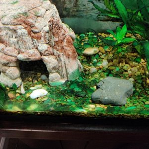 fisht tank 4.jpg