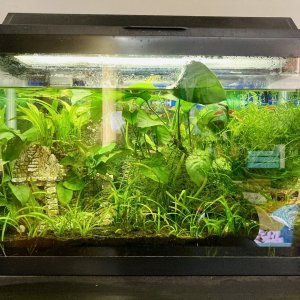 livingroom_tank_03182022.jpg