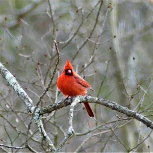 B Puffy Cardinal (2).JPG