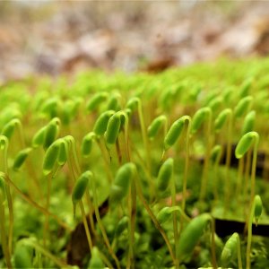 Moss Sprouts Closs Up (2).JPG