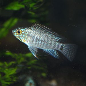 Cichlid.jpg