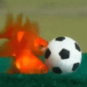 idym5kqf6kibbqgxtmkw_fish-soccer[1].gif