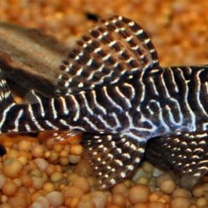 queen pleco.jpg