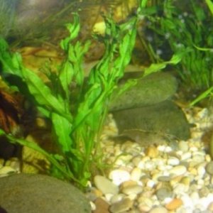 Shrimp_Caridina_Japonica.JPG