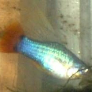 fish_014.jpg