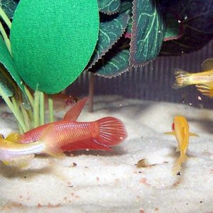 red_and_danios_5.jpg