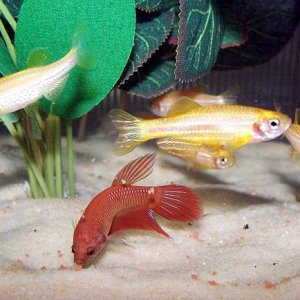 red_and_danios_4.jpg