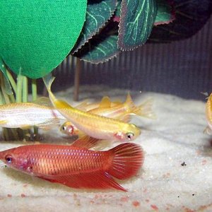 red_and_danios_3.jpg