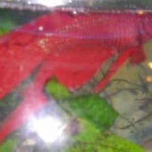 Andwer__s_new_bettas_026__2_.jpg