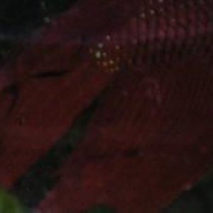 Andwer__s_new_bettas_028__2_.jpg