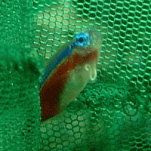 cardinaltetra.gif