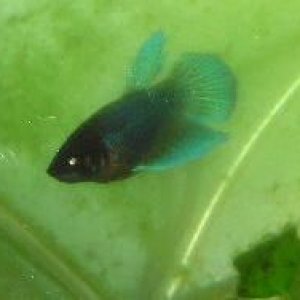 Andwer__s_new_bettas__2_.jpg