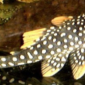 Goldy_20Pleco_20L14.jpg