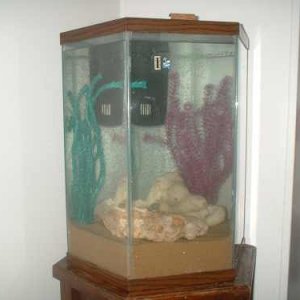 fish_tank1.jpg