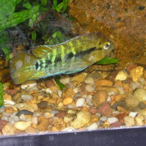 Andwer__s_fish_1_027.jpg