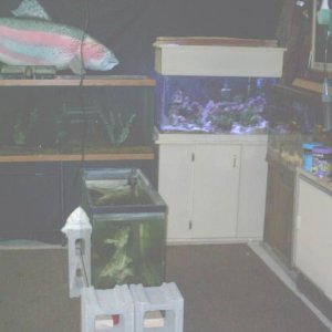 fishroom_004.jpg