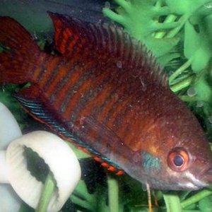 gourami.JPG