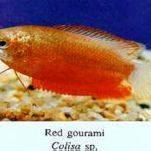 red_gourami.jpg