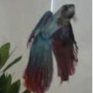 Betta2.JPG