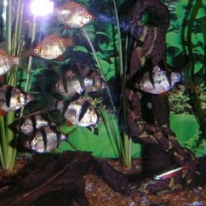 Fish_Pics_04_010.jpg