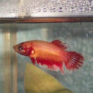 FemaleBetta3.jpg