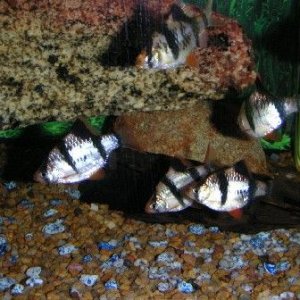 Fish_Pics_04_051.jpg