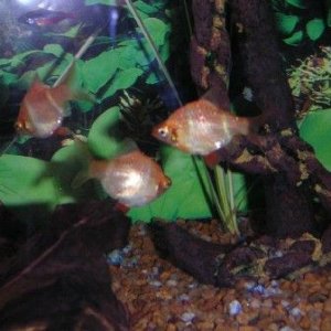 Fish_Pics_04_063.jpg