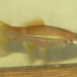 Swordtail.jpg