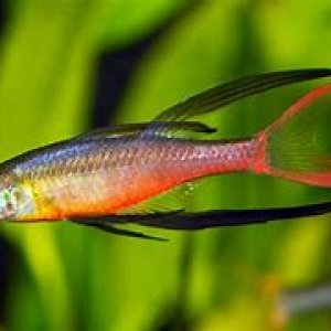 threadfin rainbows.jpg