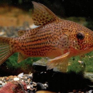 Corydoras eversi.jpg