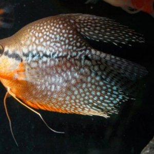 balloon gourami.jpg