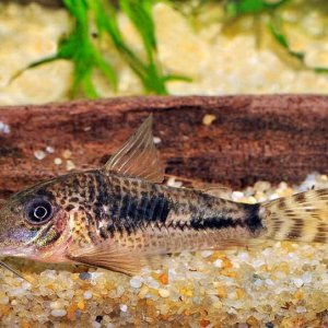 Corydoras fulleri 1.jpg