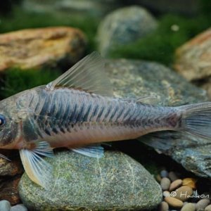 Corydoras fulleri 2.jpg