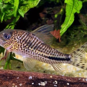 Corydoras fulleri 3.jpg