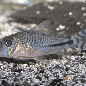 Corydoras fulleri 4.jpg