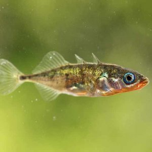 stickleback-male[1].jpg