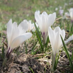 Crocuses.JPG