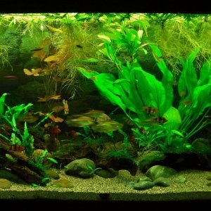 90g Sep 15-15.JPG