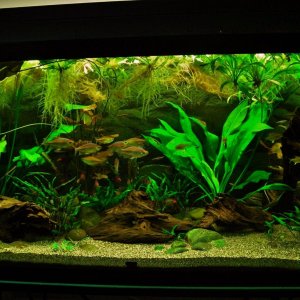 90g Nov 26-15.JPG