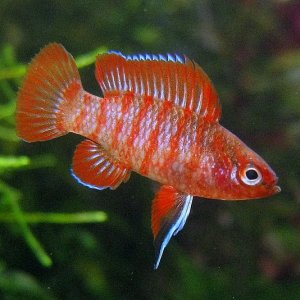 scarlet-badis[1].jpg