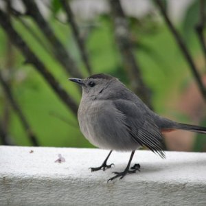 catbird9.JPG