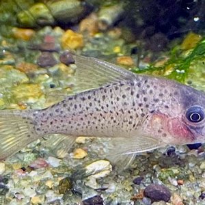 Corydoras sp. CW189.jpg